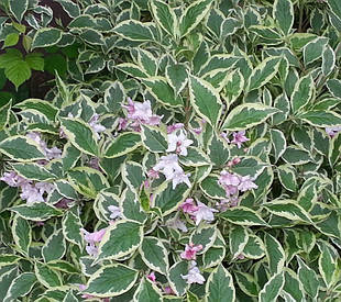 Вейгела квітуча Nana variegata 2 річна, Вейгела квітуча Нана Варієгата, Weigela florida Nana variegata