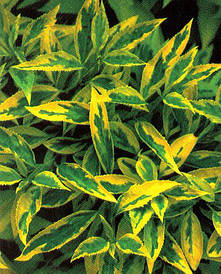 Форзиція середня Golden Times 2 річна, Форзиція проміжна Голден Таймс, Forsythia intermedia Golden Times