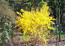 Форзиція середня Golden Times 2 річна, Форзиція проміжна Голден Таймс, Forsythia intermedia Golden Times, фото 5