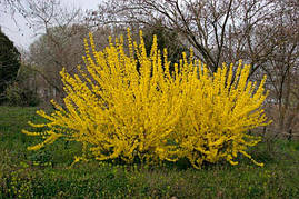 Форзиція середня Golden Times 2 річна, Форзиція проміжна Голден Таймс, Forsythia intermedia Golden Times, фото 3