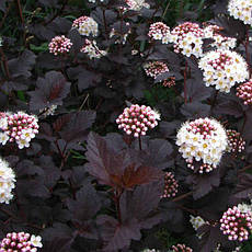 Пухироплідник калинолистий Diabolo 3 річний, physocarpus opulifolius, фото 3