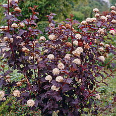 Пухироплідник калинолистий Diabolo 3 річний, physocarpus opulifolius, фото 4