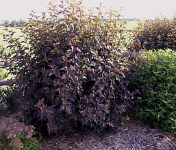 Пухироплідник калинолистий Diabolo 3 річний, physocarpus opulifolius, фото 6