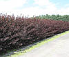 Пухироплідник калинолистий Diabolo 2 річний,, physocarpus opulifolius, фото 7