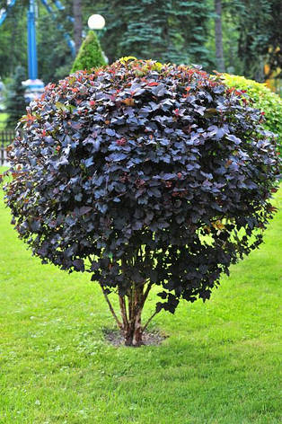 Пухироплідник калинолистий Diabolo 3 річний, physocarpus opulifolius, фото 1