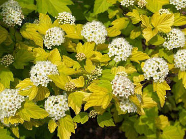 Пухироплідник калинолистий Dart's Gold 3 річний,  physocarpus opulifolius Dart's Gold