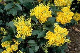 Магонія падуболистна 3 річна, Магонія падуболиста, Mahonia aquifolium, фото 3