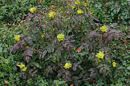 Магонія падуболистна 3 річна, Магонія падуболиста, Mahonia aquifolium, фото 4