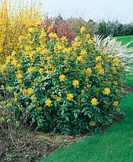 Магонія падуболистна 3 річна, Магонія падуболиста, Mahonia aquifolium, фото 6