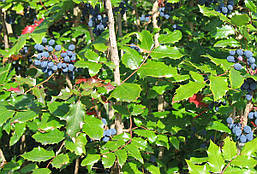 Магонія падуболистна 3 річна, Магонія падуболиста, Mahonia aquifolium, фото 5