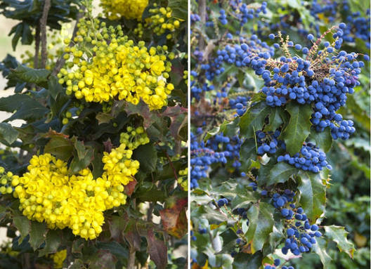 Магонія падуболистна 3 річна, Магонія падуболиста, Mahonia aquifolium, фото 1