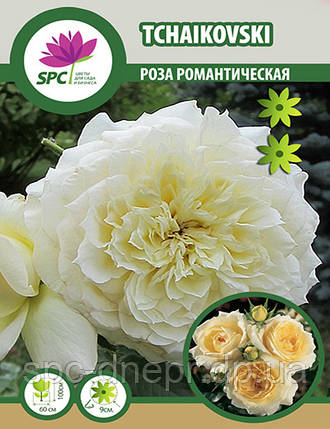 Роза романтична Tchaikovski, фото 2