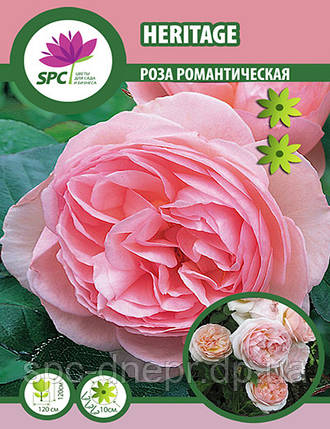 Троянда романтична Heritage, фото 1