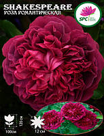 Роза романтическая William Shakespeare 2000