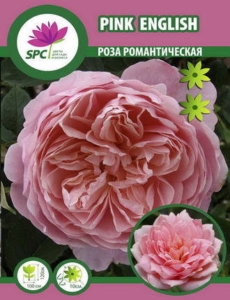 Троянда романтична Pink English, фото 2