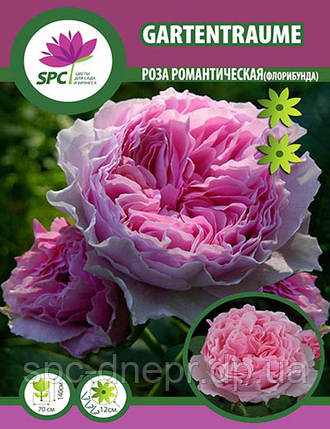 Роза флорибунда Gartentraume, фото 2