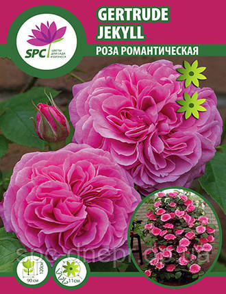 Троянда романтична Gertrude Jekyll, фото 1