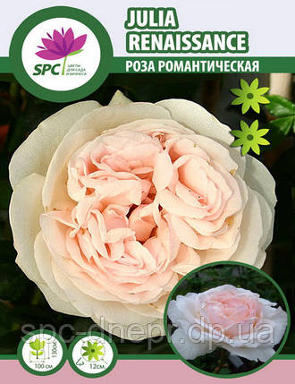 Роза романтична(шраб) Julia Renaissance, фото 2