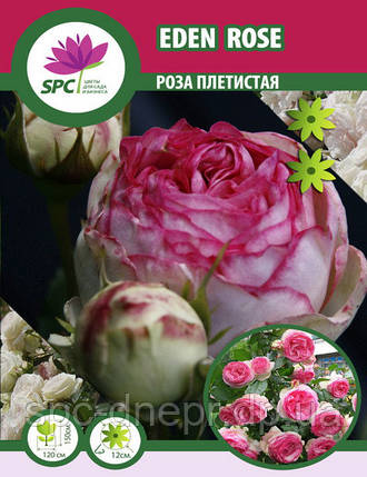 Троянда романтична Eden Rose, фото 2