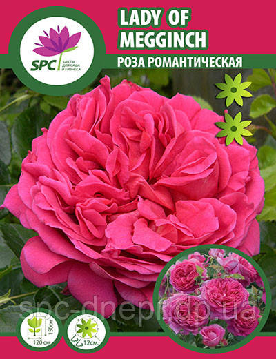 Троянда романтична Lady of Megginch