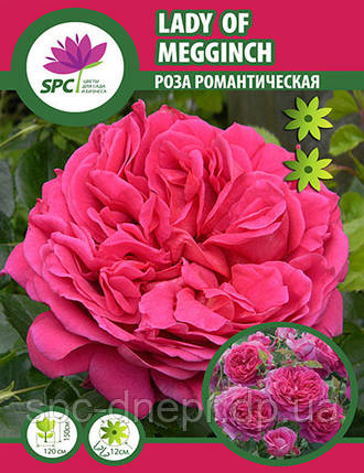 Роза романтична Lady of Megginch, фото 2