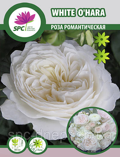 Троянда романтична White o'hara