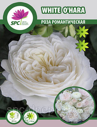 Троянда романтична White o'hara, фото 1
