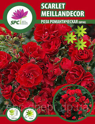 Троянда романтична (шкараб) Scarlet Meillandecor, фото 1