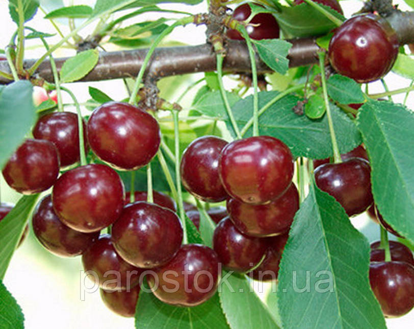 Вишня Ерді Ботермо. Підщепа колт. (вс), фото 1