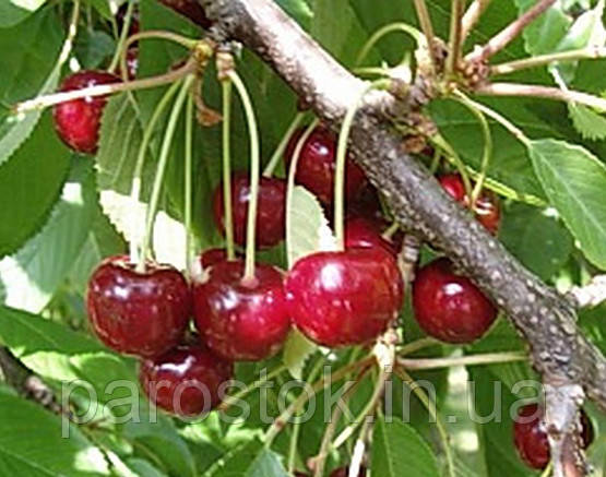 Купить Черевишня Чудо-вишня. (в). Подвой колт, цена 170 ₴ — Prom.ua (ID ...