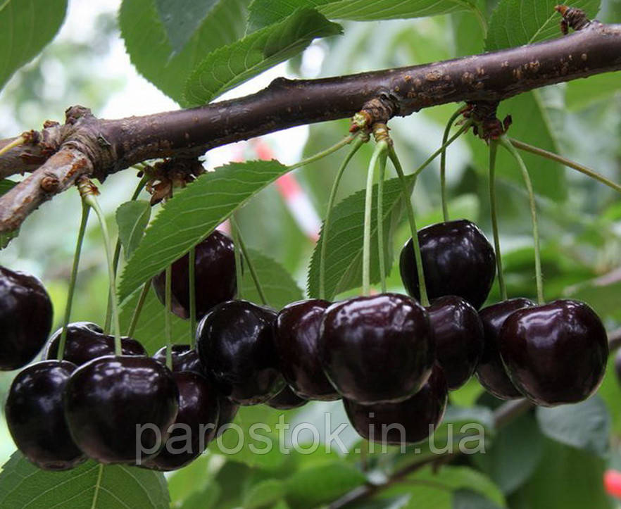 Черевишня Чудо-вишня. Підщепа колт (вв), фото 1