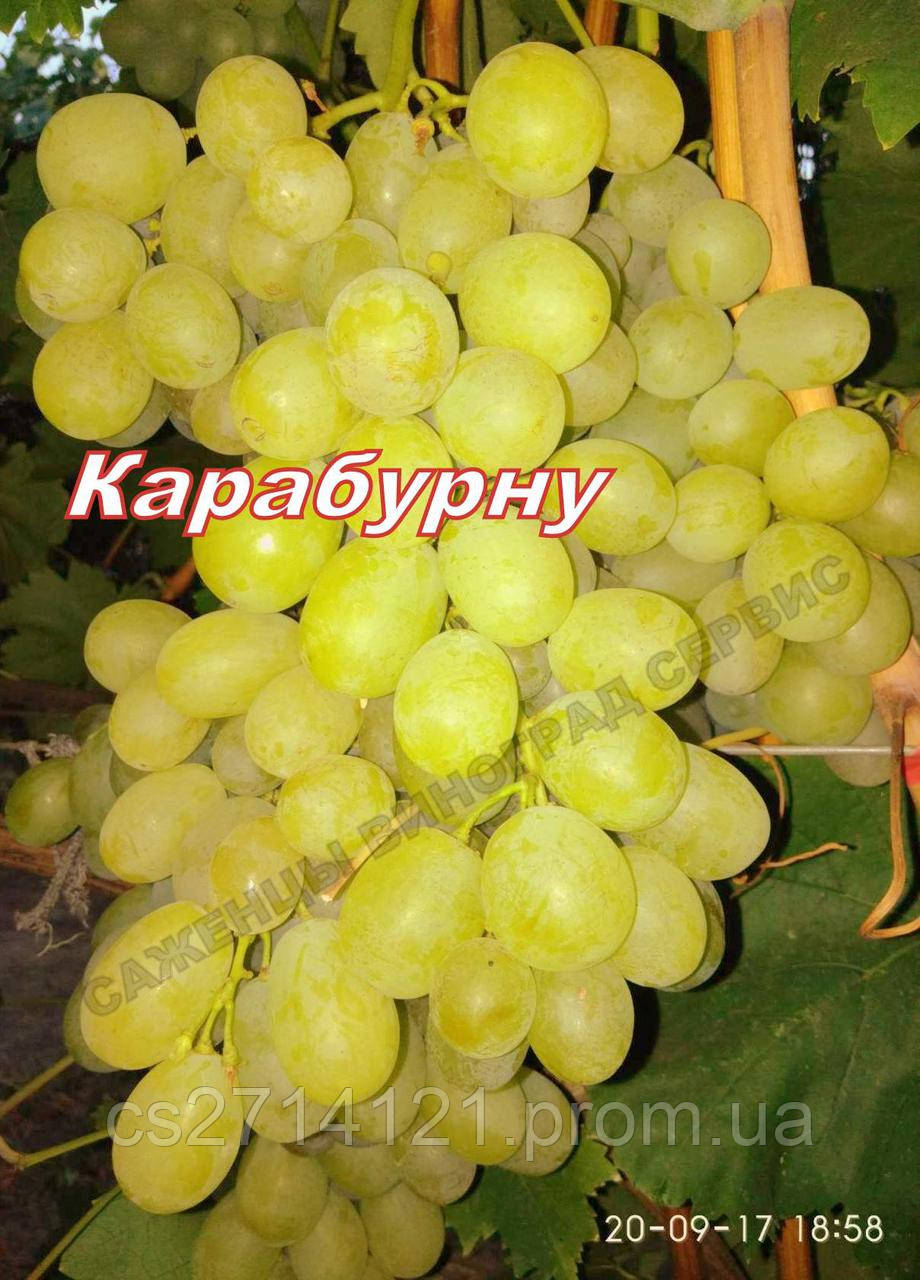 Карабурну (Афуз Алі,Болгар,Алеппо)