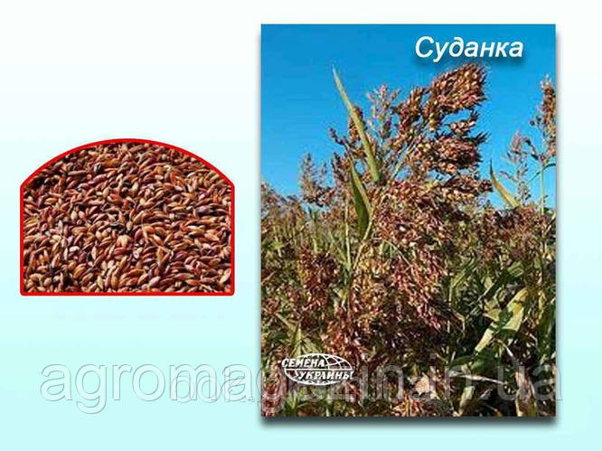 Купить Суданка (1кг), цена 50 ₴ — Prom.ua (ID#654859285)