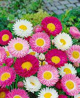 Геліптерум (сухоцвіт, однорічник) суміш 0,2 г, насіння Яскрава, фото 2