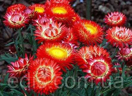 Геліхрізум Безсмертник 0,3 г, насіння Яскрава, фото 2