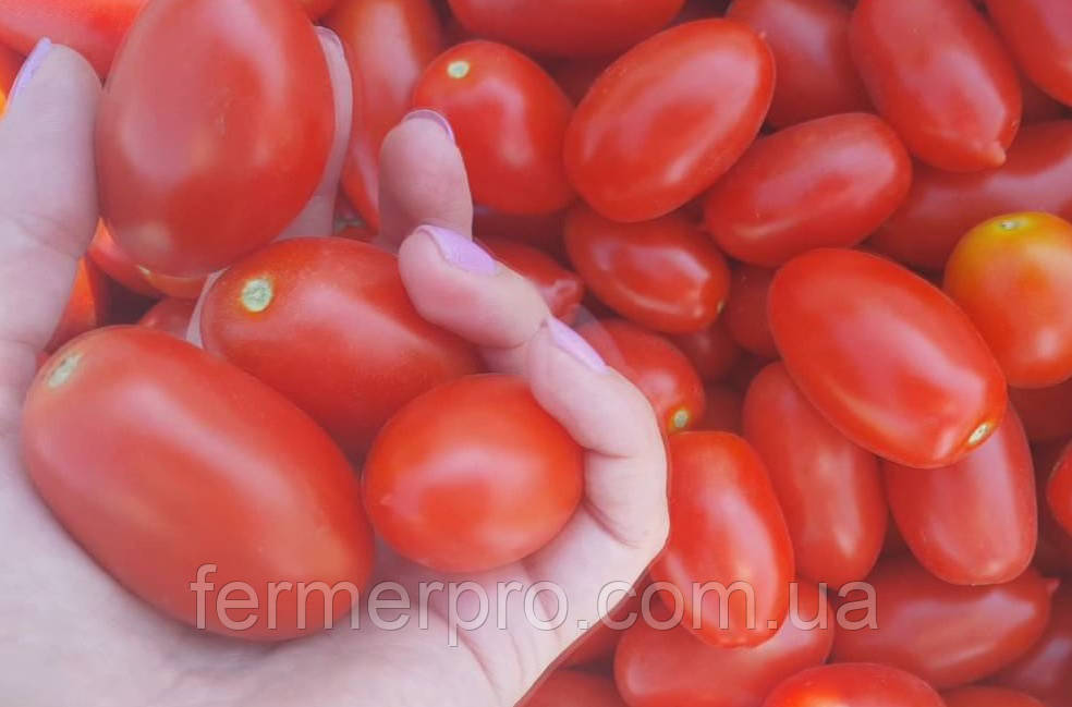 Насіння томату Санміно F1 1000 насіння Syngenta