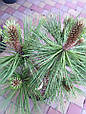 СОСНА ЖЕФРЕЯ (ДЖеФФРІ) ЙОППІ PINUS JEFFREYI JOPPI., фото 2