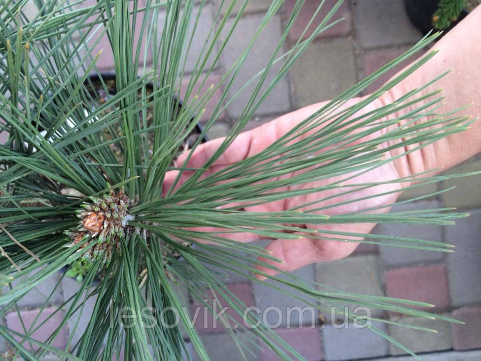 СОСНА ЖЕФРЕЯ (ДЖеФФРІ) ЙОППІ PINUS JEFFREYI JOPPI.