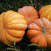 Насіння гарбуза Мускат Де Прованс 100 г Clause