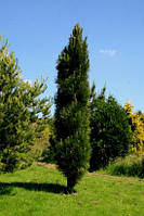 Сосна черная Молетте ( Pinus nigra Molette)