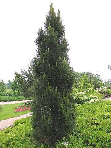 Сосна черная Молетте ( Pinus nigra Molette) - фото 2 - id-p654954257