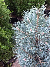 Сосна звичайна Nana Arguto (Pinus sylvestris Nana Arguto)