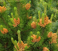 Сосна горная Оранж Сан (Pinus mugo Orange Sun )