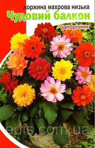 Жоржини Чудовий балкон 0,2 г, насіння Яскрава, фото 2