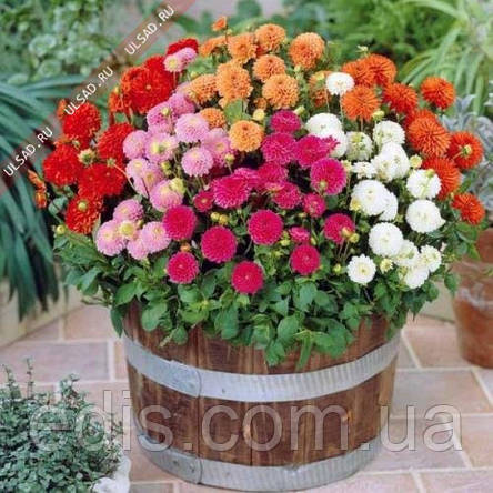 Жоржини Помпонні суміш 0,3 г, насіння Яскрава, фото 2