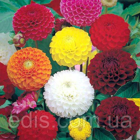 Жоржини Помпонні суміш 0,3 г, насіння Яскрава, фото 1