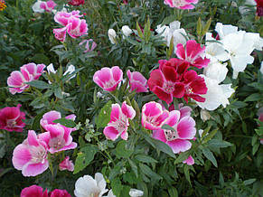 Годеция крупноквіткова суміш 0,2 г, насіння Яскрава, фото 2