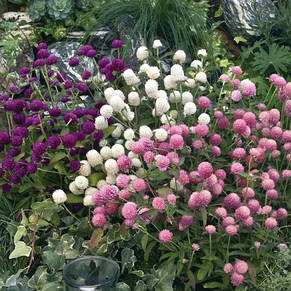 Гомфрена Шаровидна суміш 0,1 г, насіння Яскрава, фото 3