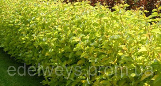 Дерен білий (Саженці), фото 1