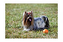 Liker 7 - м'ячик для собак дрібних і середніх порід, фото 4